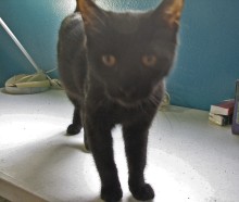 A picture of #NS03755: Boo a Domestic Short Hair black