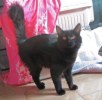 A picture of #NS03756: Babe a Domestic Medium Hair black