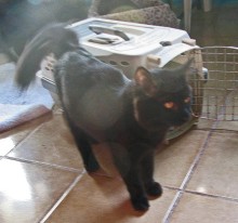 [another picture of Babe, a Domestic Medium Hair black\ cat] 