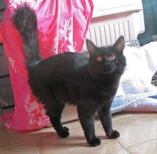 [picture of Babe, a Domestic Medium Hair black\ cat] 