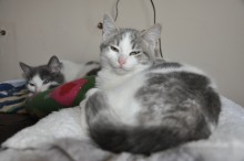 [another picture of Angel, a Domestic Short Hair white/gray\ cat] 