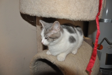 [picture of Angel, a Domestic Short Hair white/gray cat]