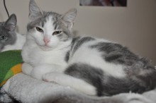 A picture of #NS03757: Angel a Domestic Short Hair white/gray