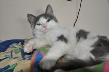 [another picture of Fuzzy, a Domestic Medium Hair white/gray\ cat] 