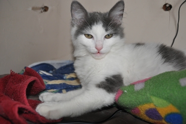 [picture of Fuzzy, a Domestic Medium Hair white/gray cat]