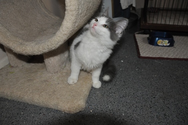 [picture of Fuzzy, a Domestic Medium Hair white/gray cat]