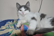 A picture of #NS03758: Fuzzy a Domestic Medium Hair white/gray