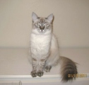 A picture of #NS03759: Lynn a Siamese/Domestic Long Hair-x lynx point