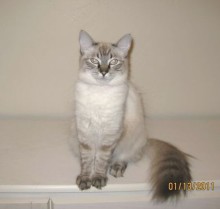 [another picture of Lynn, a Siamese/Domestic Long Hair-x lynx point\ cat] 
