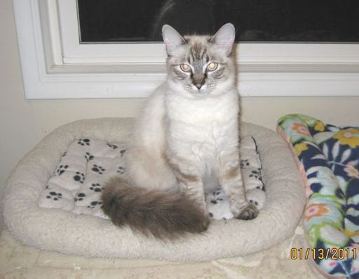 Long haired store lynx point siamese