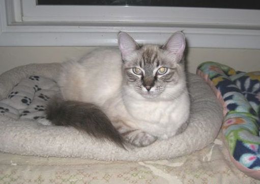 [picture of Lynn, a Siamese/Domestic Long Hair-x lynx point cat]