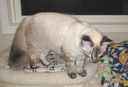 [picture of Lynn, a Siamese/Domestic Long Hair-x lynx point cat]