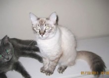 [picture of Lynn, a Siamese/Domestic Long Hair-x lynx point\ cat] 