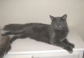 A picture of #NS03760: Charlie a Domestic Medium Hair gray