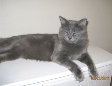 [another picture of Charlie, a Domestic Medium Hair gray\ cat] 