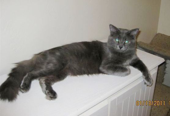 [picture of Charlie, a Domestic Medium Hair gray cat]