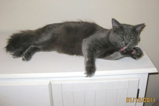 [picture of Charlie, a Domestic Medium Hair gray cat]