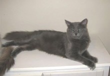 [picture of Charlie, a Domestic Medium Hair gray\ cat] 