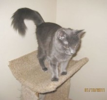 [another picture of Lola, a Domestic Long Hair gray\ cat] 