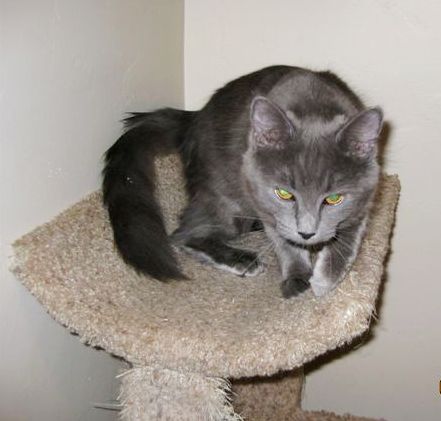 [picture of Lola, a Domestic Long Hair gray cat]