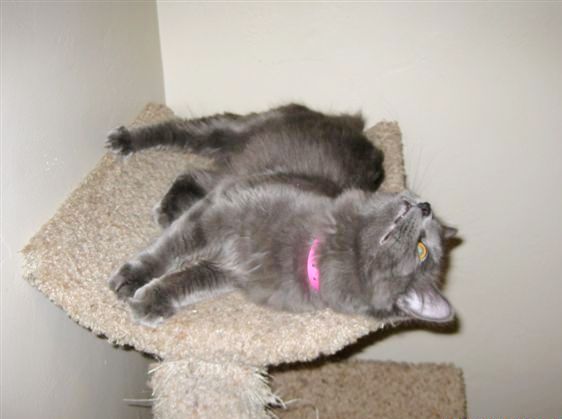 [picture of Lola, a Domestic Long Hair gray cat]