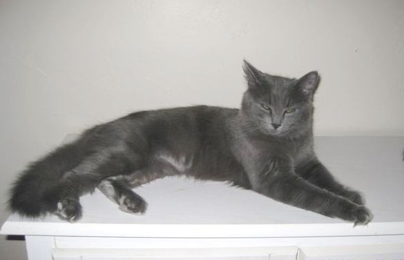 [picture of Lola, a Domestic Long Hair gray cat]