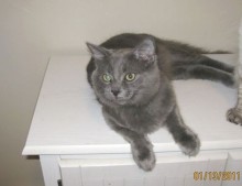[picture of Lola, a Domestic Long Hair gray\ cat] 
