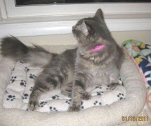 [another picture of Bridget, a Domestic Long Hair gray tabby\ cat] 