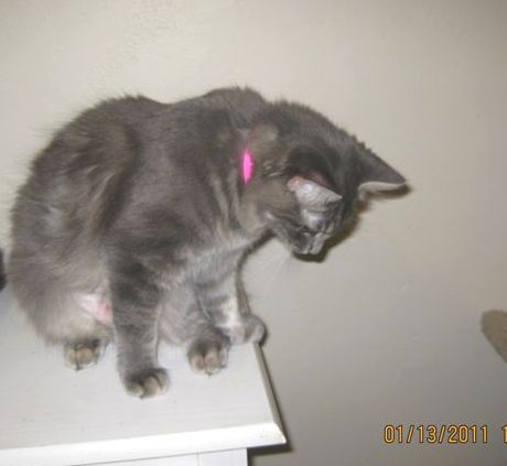 [picture of Bridget, a Domestic Long Hair gray tabby cat]