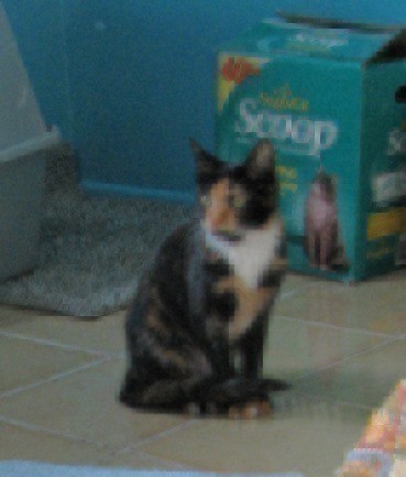 [picture of Margie, a Domestic Short Hair tortoiseshell/white\ cat] 