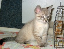 [another picture of Abel, a Siamese/Domestic Short Hair-x lynx point\ cat] 