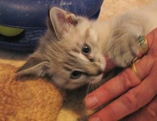 [picture of Abel, a Siamese/Domestic Short Hair-x lynx point cat]