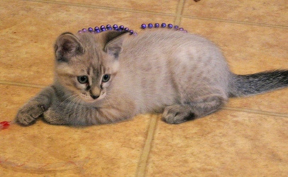 [picture of Abel, a Siamese/Domestic Short Hair-x lynx point cat]