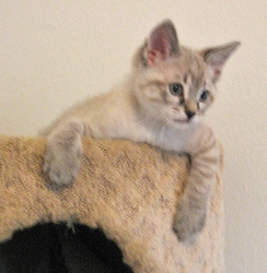 [picture of Abel, a Siamese/Domestic Short Hair-x lynx point cat]