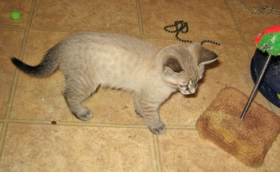 [picture of Abel, a Siamese/Domestic Short Hair-x lynx point cat]