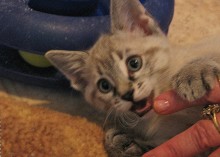 A picture of #NS03765: Abel a Siamese/Domestic Short Hair-x lynx point