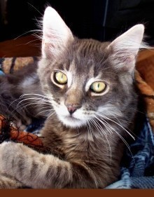 [another picture of Jake, a Domestic Long Hair gray tabby\ cat] 