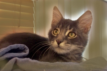 [picture of Jake, a Domestic Long Hair gray tabby cat]