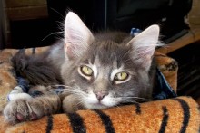 A picture of #NS03766: Jake a Domestic Long Hair gray tabby