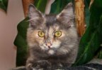 A picture of #NS03767: Zena a Domestic Long Hair dilute tortoiseshell