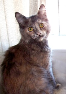[another picture of Zena, a Domestic Long Hair dilute tortoiseshell\ cat] 