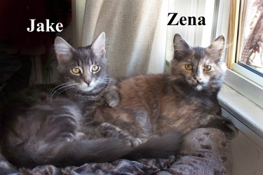 [picture of Zena, a Domestic Long Hair dilute tortoiseshell cat]