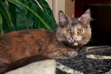 [picture of Zena, a Domestic Long Hair dilute tortoiseshell cat]