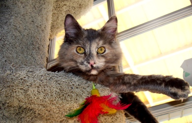 [picture of Zena, a Domestic Long Hair dilute tortoiseshell cat]