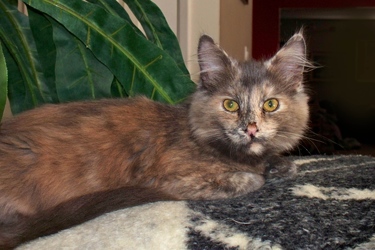 [picture of Zena, a Domestic Long Hair dilute tortoiseshell cat]