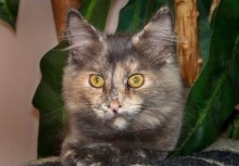[picture of Zena, a Domestic Long Hair dilute tortoiseshell\ cat] 