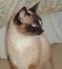A picture of #NS03768: Jazmin a Siamese-x sealpoint snowshoe