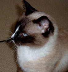 [another picture of Jazmin, a Siamese-x sealpoint snowshoe\ cat] 