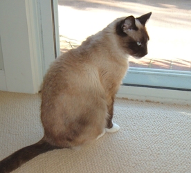 [picture of Jazmin, a Siamese-x sealpoint snowshoe cat]