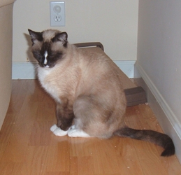 [picture of Jazmin, a Siamese-x sealpoint snowshoe cat]